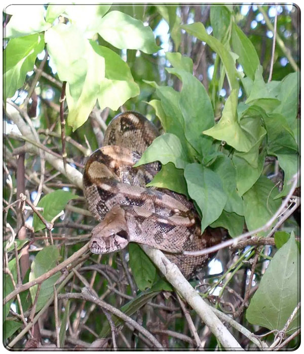 kungsboan- kungen av constrictors