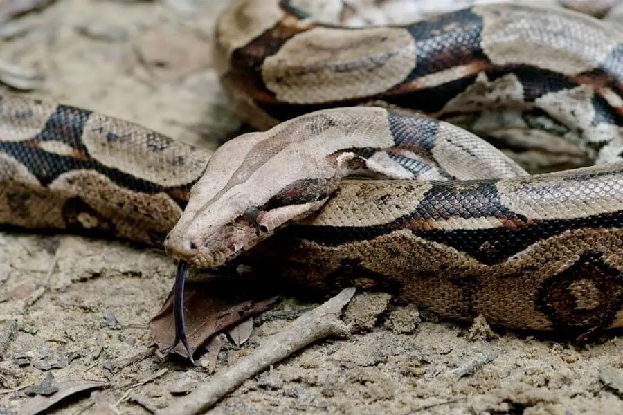 Constrictorormar