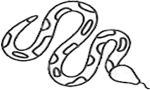 Constrictorormar