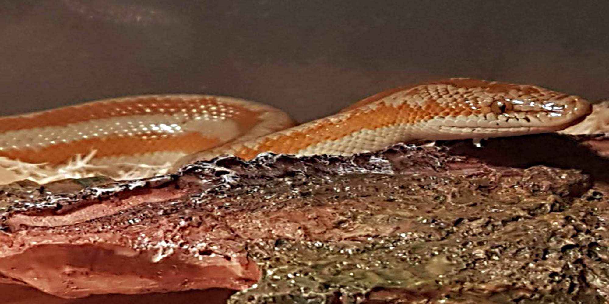 Boa och pyton