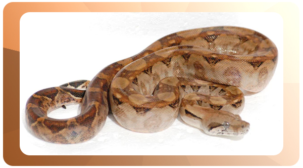 Boa imperator Nicaragua