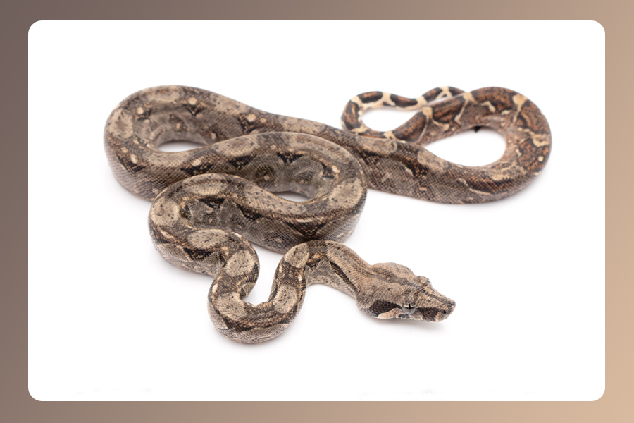 Boa imperator Nicaragua